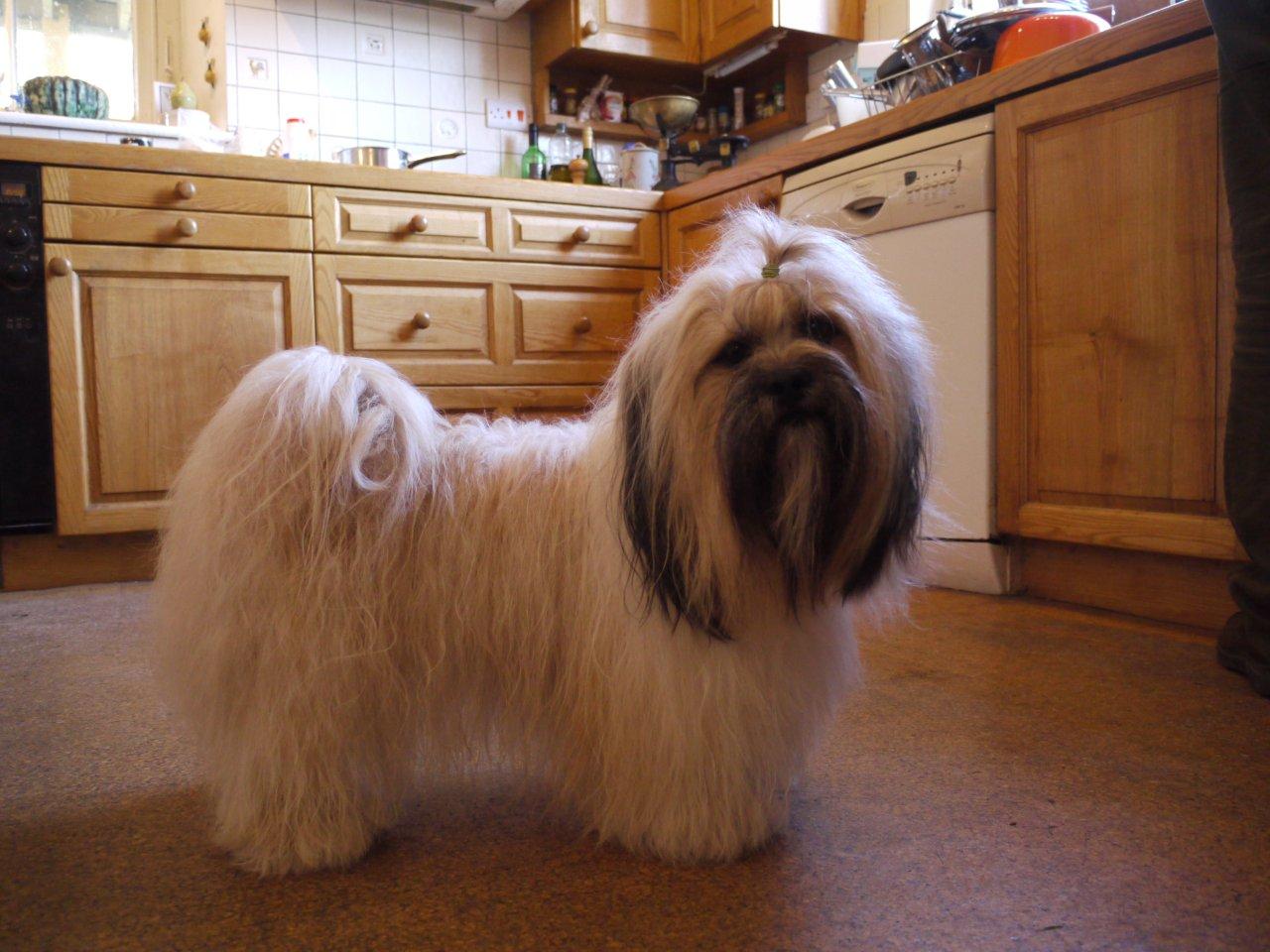 lhasa apso dogs long hair